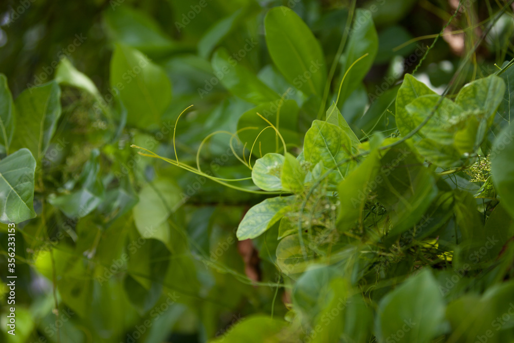 Julngle tropic leaves in the Maldivian garden Julngle tropic leaves in the Maldivian garden