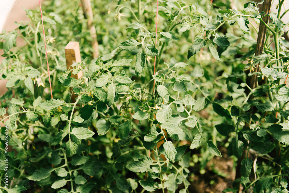 Tomato cultivating in green house