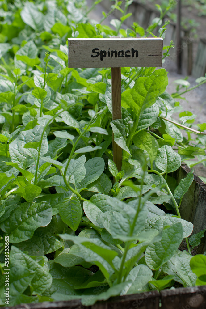 Spinach growing in pure organic old fashioned garden