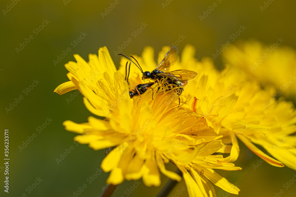 Black Soldier Fly Flies insect Hermetia Illucens mating on yellow dandelions Black Soldier Fly Flies insect Hermetia Illucens mating on yellow dandelions