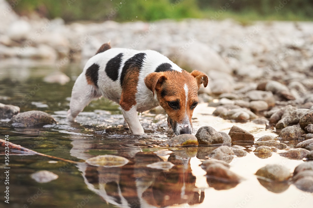 Small Jack Russell terrier dog walks over round white stones in shallow water, afternoon sun reflects on surface Small Jack Russell terrier dog walks over round white stones in shallow water, afternoon sun reflects on surface