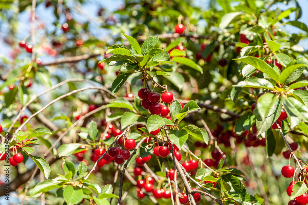 Ripe cherry on branches with leaves on a background of green trees