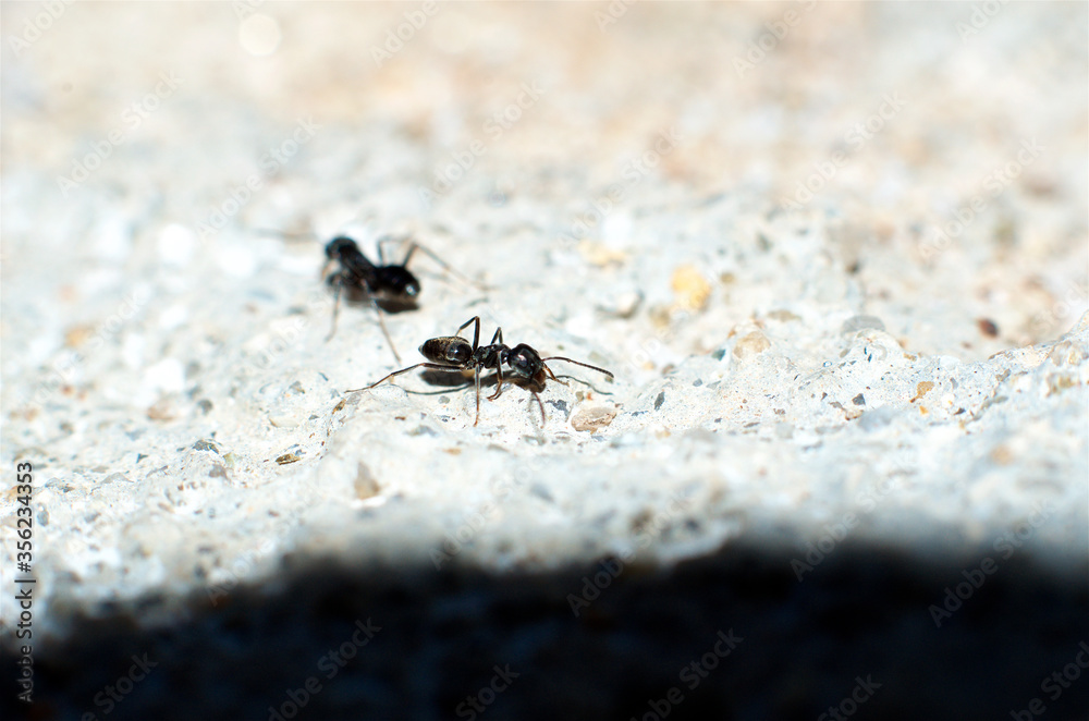 Close-up of two black ants