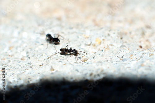 Close-up of two black ants