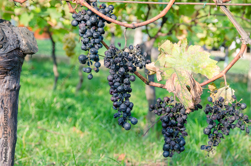 clusters of red grapes in vineyard