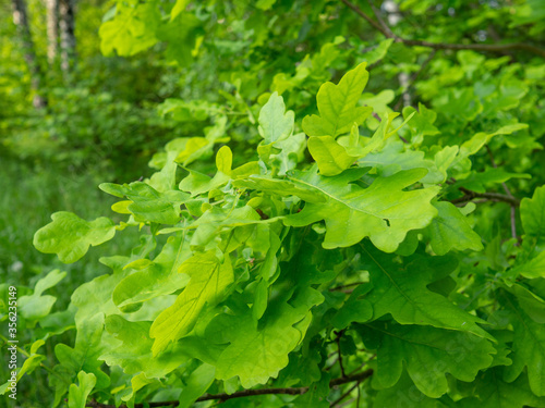 Oak leaves. Fresh green foliage, natural background