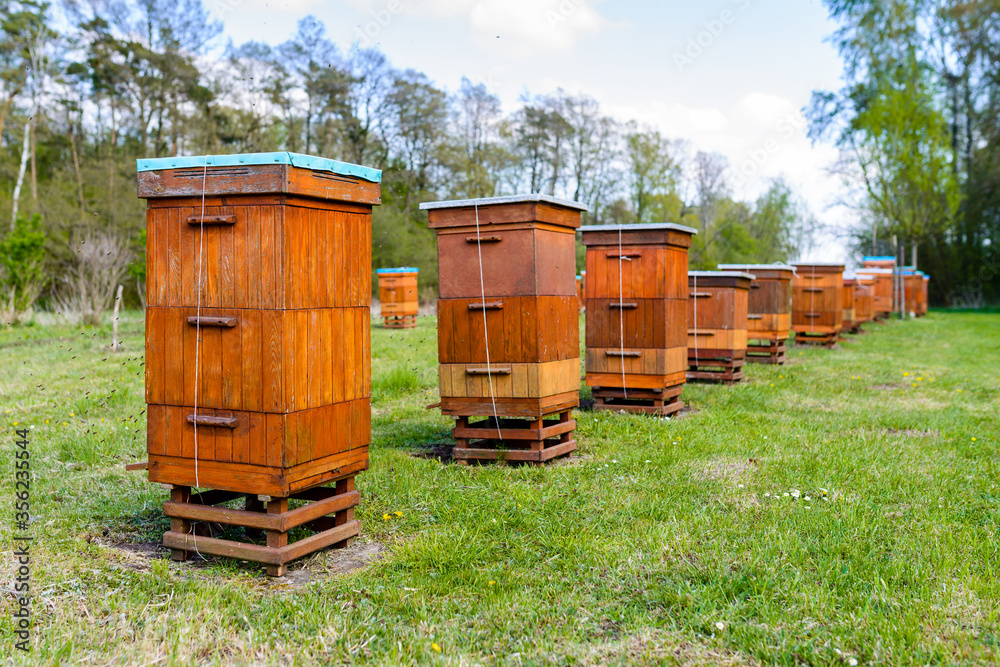 Beehives in apiary near forest. Bio Honey Production and Beekeeping Concept Beehives in apiary near forest. Bio Honey Production and Beekeeping Concept