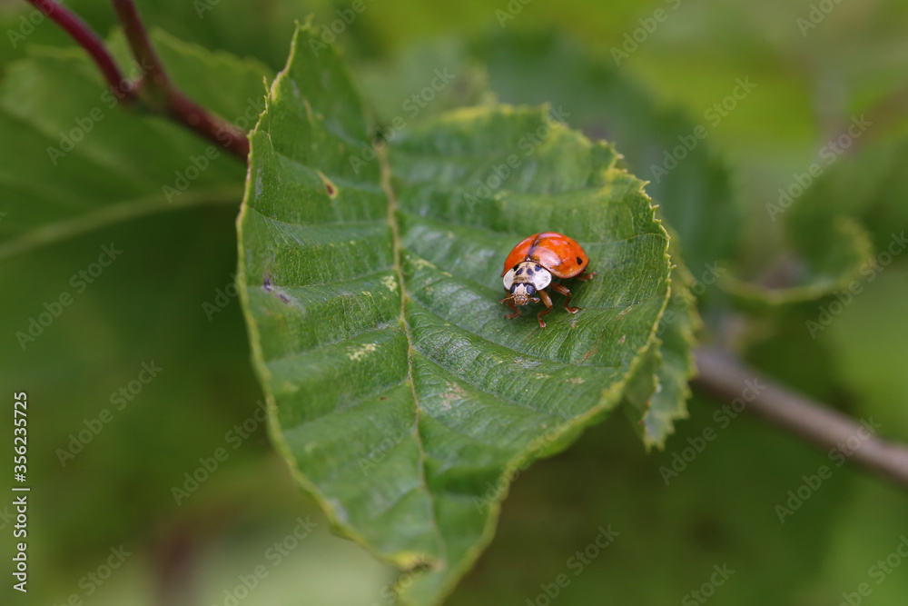 Ladybug on green leaf in a sunny day Ladybug on green leaf in a sunny day