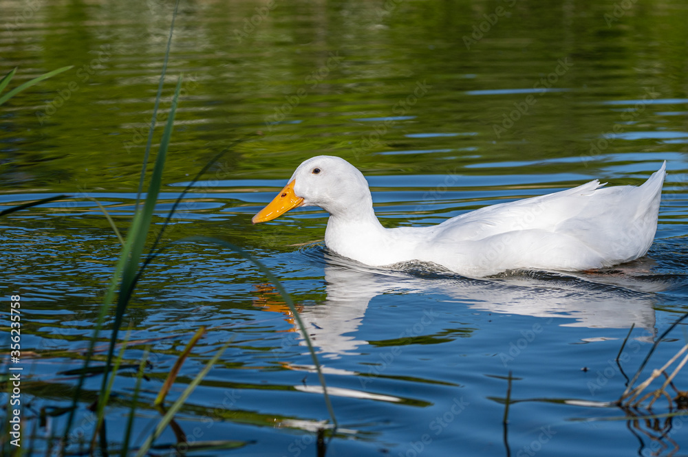Male pekin duck, also known as Aylesbury or Long Island Duck, swimming amongst reeds