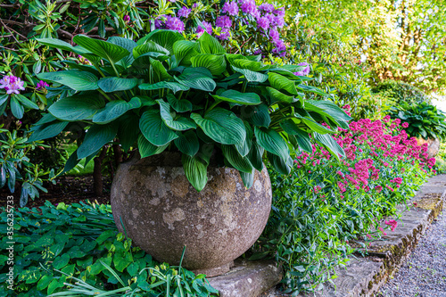 D, Bodensee, Lindau, Lindenhofpark, Bad Schachen, opulente Frühlingsblüte mit Funkien (Hosta) und Azallen im Garten / Park von Hotel Bad Schachen am Bodensee photo