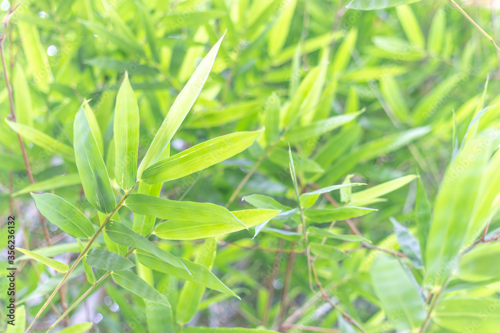 Beautiful bamboo leaves background and texture. Bamboo forest with natural light in soft blur style. Beautiful bamboo leaves background and texture. Bamboo forest with natural light in soft blur style.
