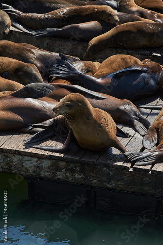 San Fransisco bay Seals