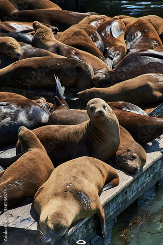 San Fransisco bay Seals