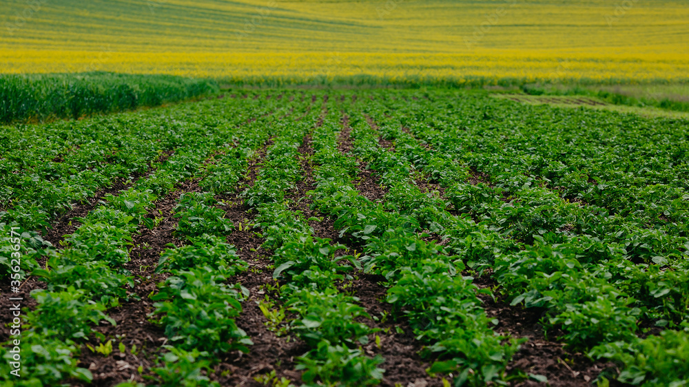 young potatoes, wheat and rapeseed in the field.