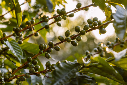 a branch of a tree with coffee