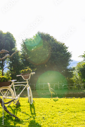 field with flowers and bike