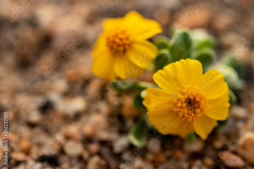 tiny yellow flowers blooming in desert on green plant macro closeup © mariekazalia