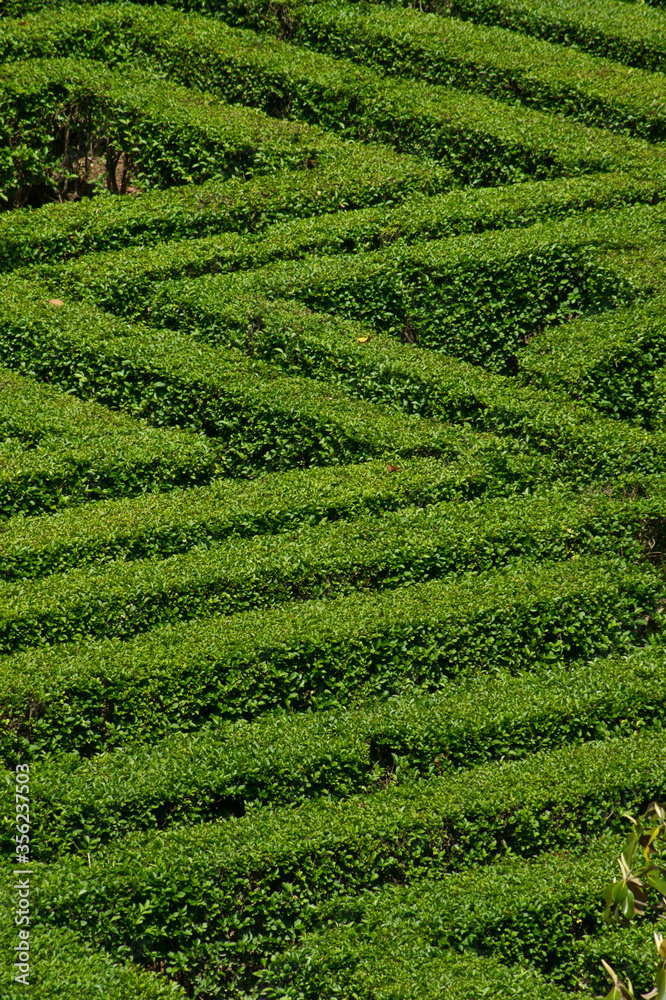 Green labyrinth in the Sabatini Gardens in Madrid
