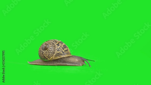 4K garden snail crawling on green screen isolated with chroma key