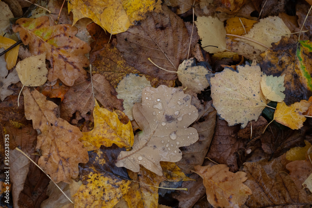 Autumn multicolor tree leaves in creative mess on the ground Autumn multicolor tree leaves in creative mess on the ground