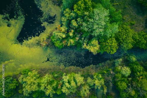 the river and its canals surrounded by oaks. water is covered with algae - Aerial Flight  © Dmytro