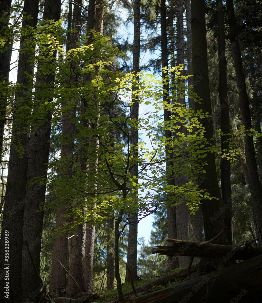 Obraz premium Stitched Panorama