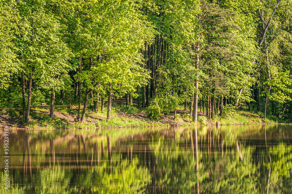 Fototapeta premium landscape of a forest lake in a bright summer day