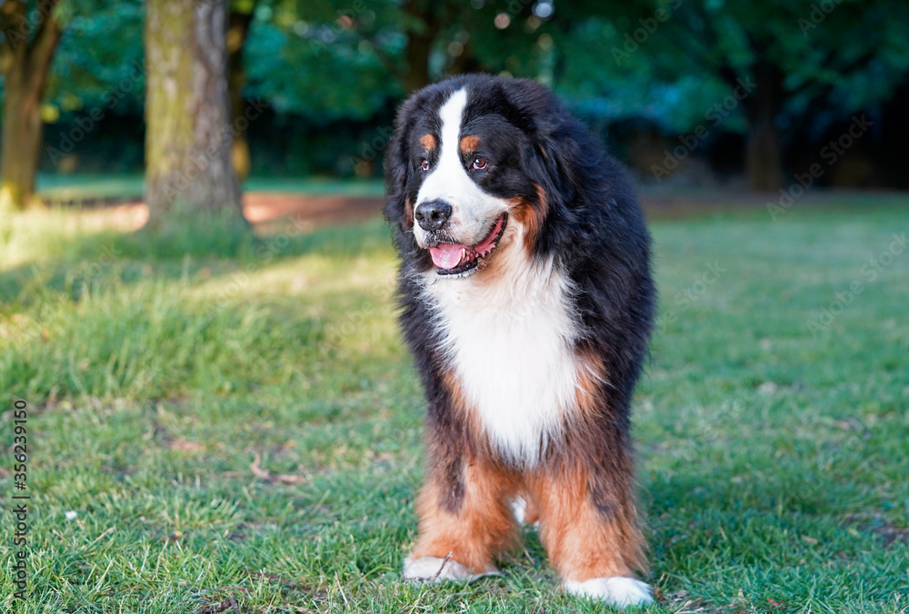 Large and fluffy Bernese Mountain Dog standing in the dog friendly park 