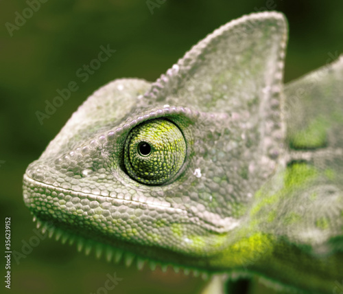Chameleon head and eye close up