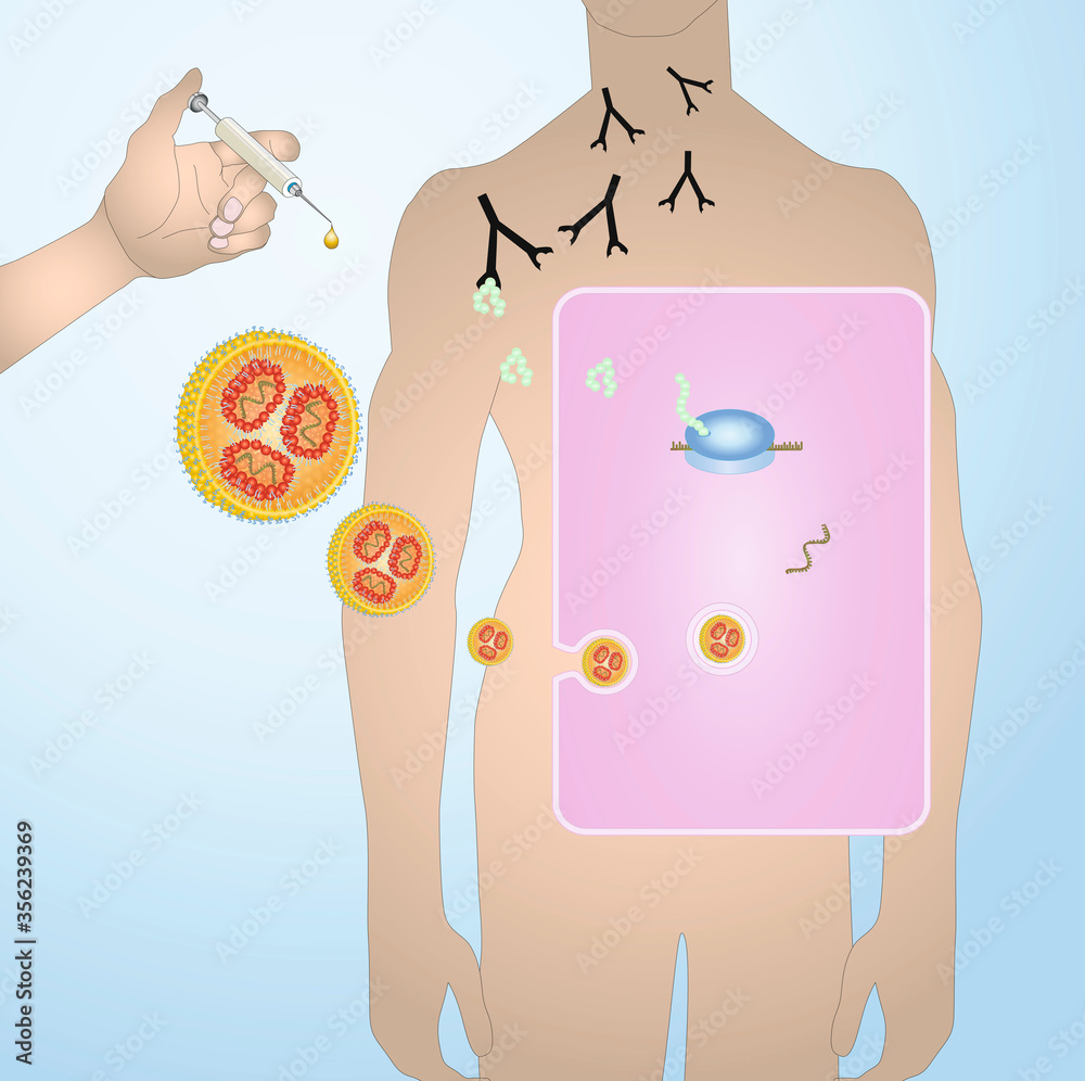 m-RNA vaccination, schematic representation Stock Photo | Adobe Stock