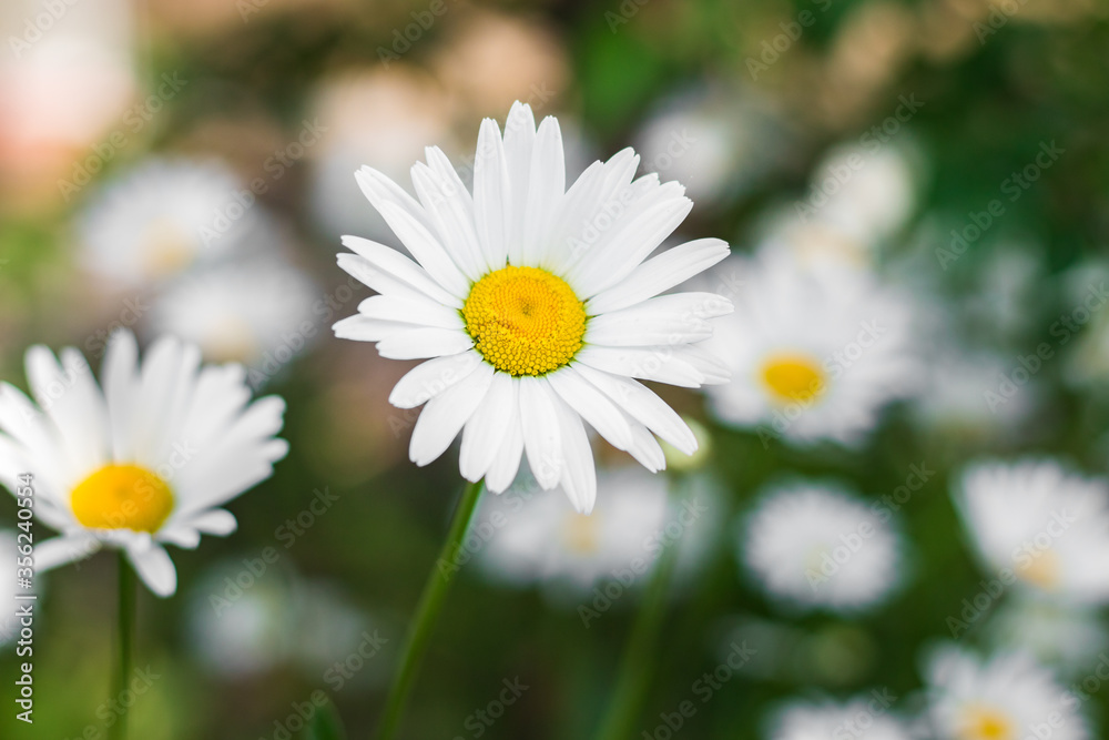 Chamomile flowers in the meadow, selective focus Chamomile flowers in the meadow, selective focus