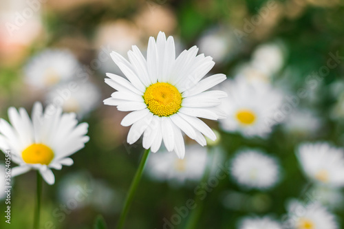 Chamomile flowers in the meadow, selective focus