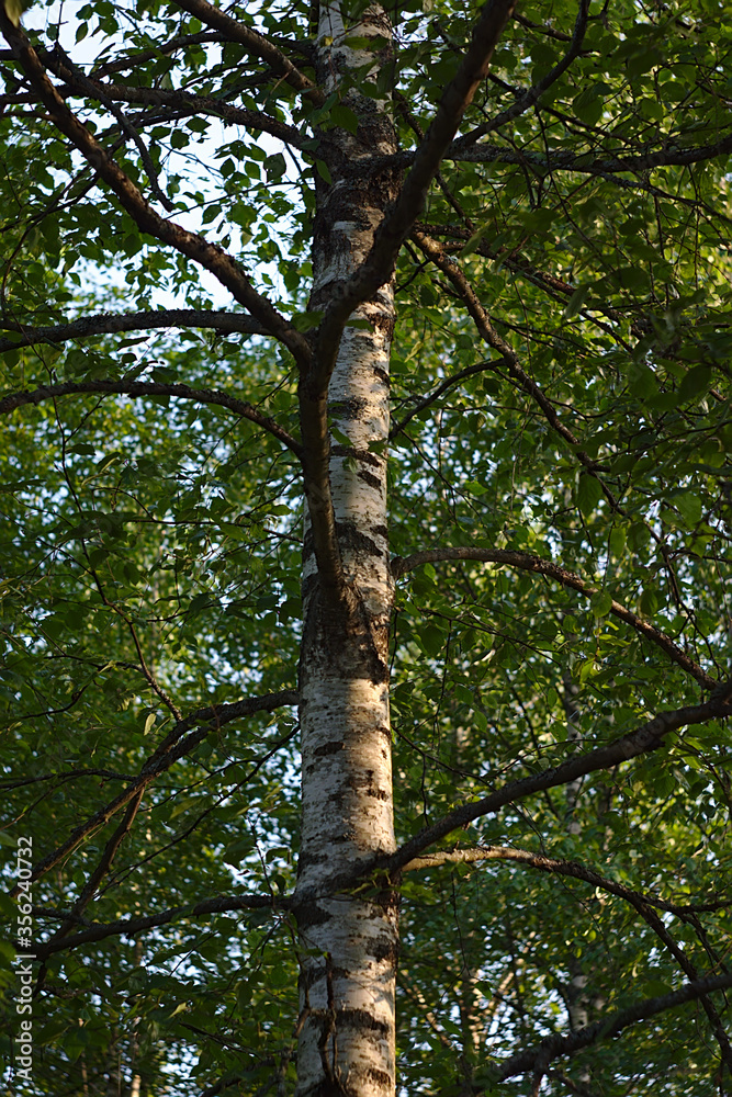 birch trunk with branches on a summer day