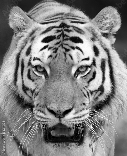 Adult tiger looking straight at the camera
