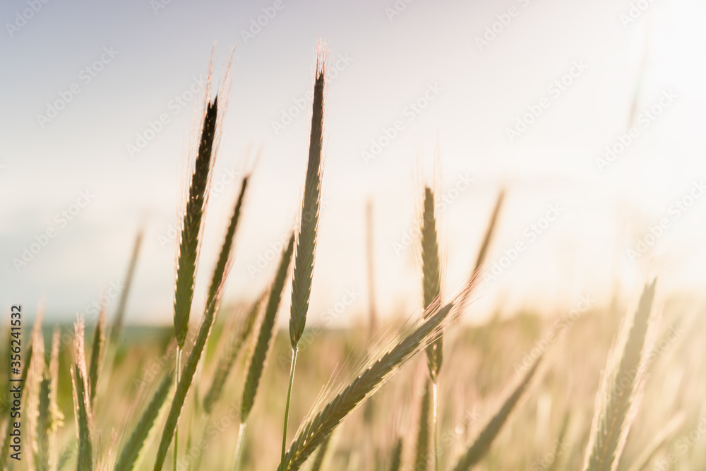 Ears of golden wheat, close up. Rural scene under sunlight of sunset. Summer background of ripening spikelets of agriculture landscape. Harvest, natural product. Ears of golden wheat, close up. Rural scene under sunlight of sunset. Summer background of ripening spikelets of agriculture landscape. Harvest, natural product.