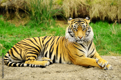 Adult tiger looking straight at the camera