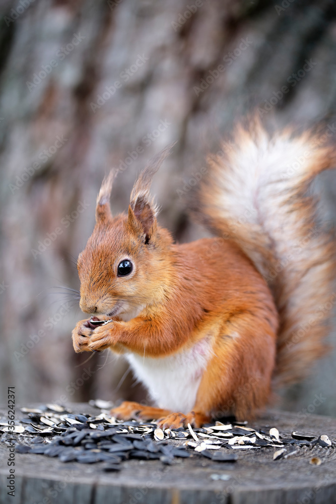 Red squirrel eats sunflower seeds sitting on a hemp. A close-up.