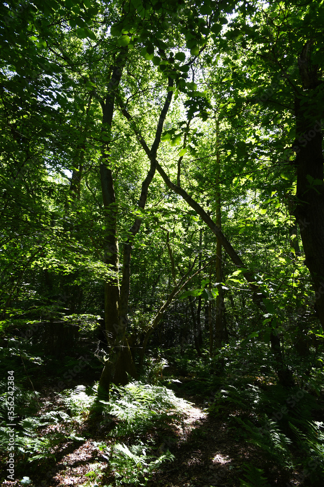 Woodland at nature reserve, Askham Bog, near York, North Yorkshire, England, UK