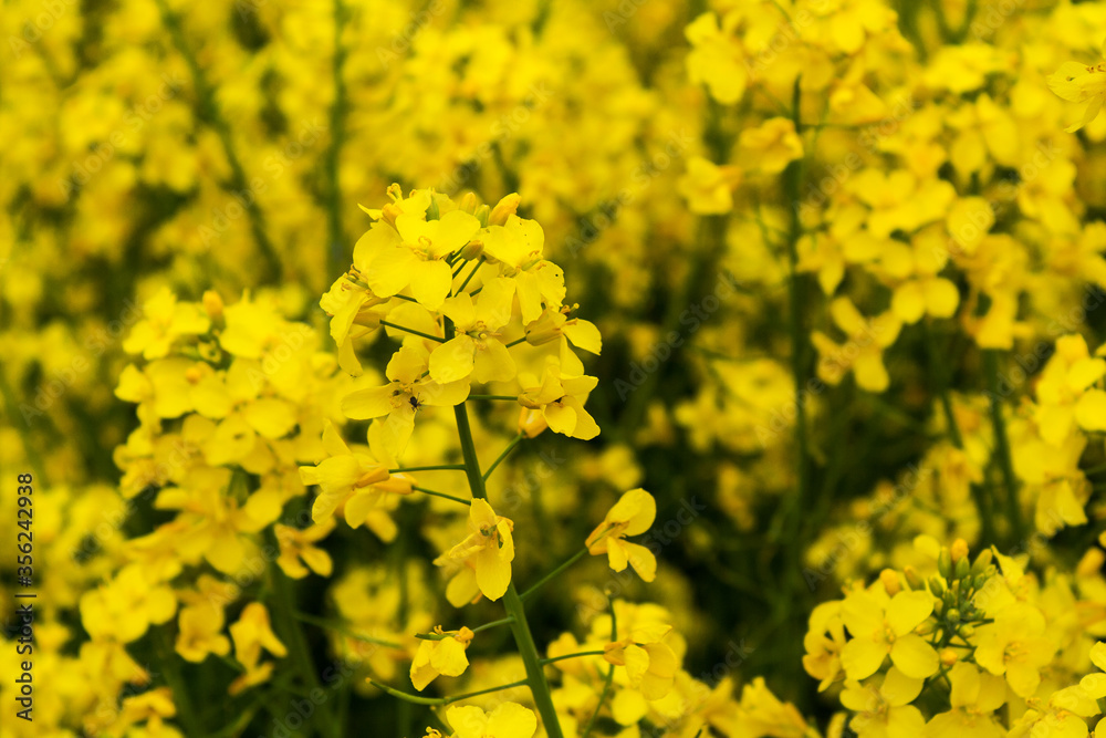 Beautiful field of yellow rape. A closeup photo of a rapeseed flower. Growing seeds of agricultural crops. Rapeseed oil. Spring, sunny landscape. Wallpaper of nature in Belarus. Beautiful field of yellow rape. A closeup photo of a rapeseed flower. Growing seeds of agricultural crops. Rapeseed oil. Spring, sunny landscape. Wallpaper of nature in Belarus.