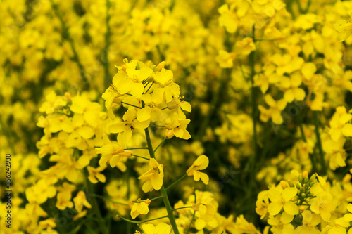Beautiful field of yellow rape. A closeup photo of a rapeseed flower. Growing seeds of agricultural crops. Rapeseed oil. Spring, sunny landscape. Wallpaper of nature in Belarus. 