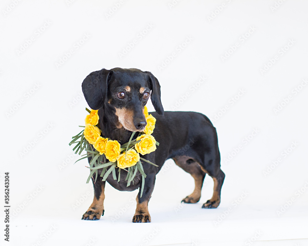 Small black and tan dachshund poses with a collar of fresh yellow roses on a white studio background Small black and tan dachshund poses with a collar of fresh yellow roses on a white studio background