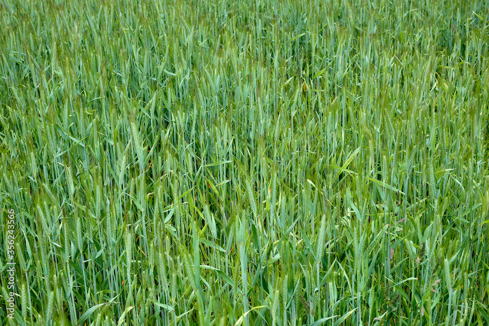 Young green rye growing in the field. Secale cereale Young green rye growing in the field. Secale cereale