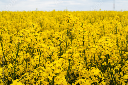 Beautiful field of yellow rape. A closeup photo of a rapeseed flower. Growing seeds of agricultural crops. Rapeseed oil. Spring  sunny landscape with blue sky. Wallpaper of nature in Belarus. Isolated