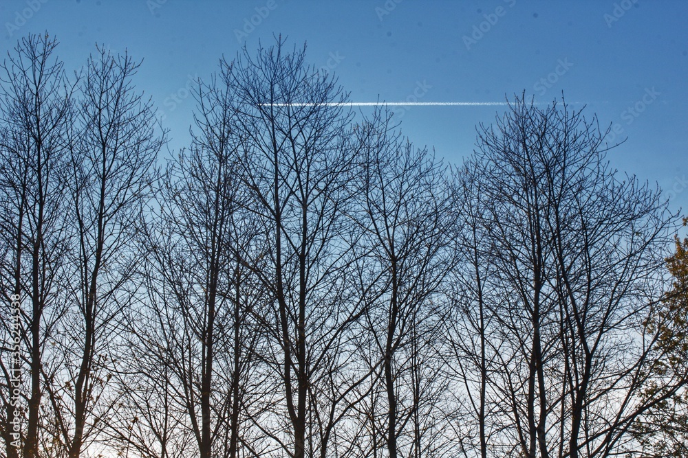 trees in the morning trees in the morning