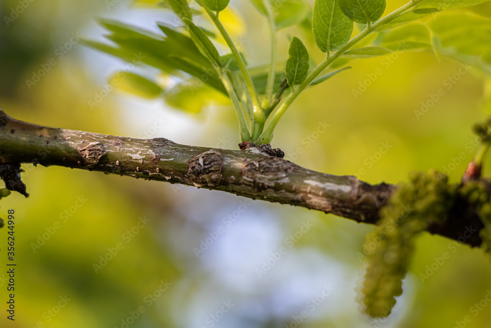 Branch Close Up Picture with Green Leaves on Bokeh Background