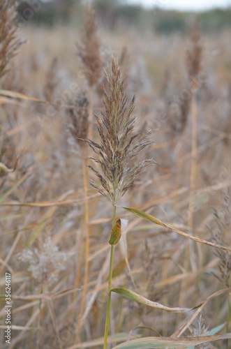 dry grass in the wind © Владимир Яковлев