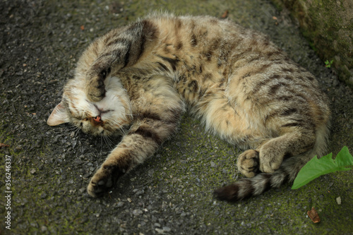 Fototapeta Naklejka Na Ścianę i Meble -  Portrait of grey wild sleeping cat