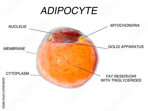 Fat Cells from adipose tissue. adipocytes. inside human organism. isolate photo