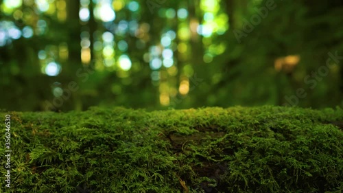 4K Slider footage of mossy log