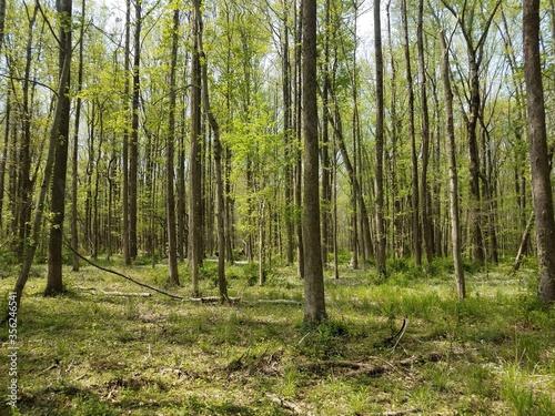 green leaves and trees in woods or forest